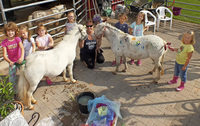 Bunte Ponys in Grafenhausen Bunte Ponys in Grafenhausen