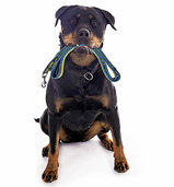 Hunde müssen an die Leine Hunde müssen an die Leine