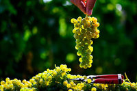 Winzer sind mit der Ernte zufrieden Winzer sind mit der Ernte zufrieden