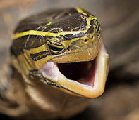 Invasive Tierarten sorgen für Kopfzerbrechen Invasive Tierarten sorgen für Kopfzerbrechen