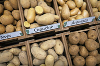 Kartoffeln werden knapp und teuer Kartoffeln werden knapp und teuer