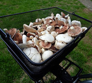 Champignons trotzen der Trockenheit Champignons trotzen der Trockenheit