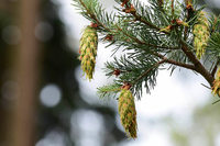 Mit Glück bekommen wir Mittelmeerklima, sagt ein Forstwissenschaftler über Klimawandel und Waldzustand Mit Glück bekommen wir Mittelmeerklima, sagt ein Forstwissenschaftler über Klimawandel und Waldzustand