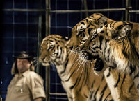 Circus Manuel Weisheit für zwei Wochen auf Freiburger Messegelände Circus Manuel Weisheit für zwei Wochen auf Freiburger Messegelände