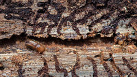 Käfer stoppen den Holzeinschlag Käfer stoppen den Holzeinschlag