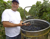 Bei der Weinlese am Tuniberg gibt es diesmal Klasse und Masse Bei der Weinlese am Tuniberg gibt es diesmal Klasse und Masse