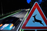 Totalschaden nach Wildwechsel Totalschaden nach Wildwechsel