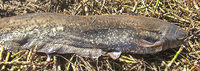 Angler stoßen auf ein Rätsel Angler stoßen auf ein Rätsel
