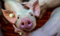Ein Gesetz gegen das Tierwohl? Ein Gesetz gegen das Tierwohl?