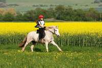 Reiten ist ein vergleichsweises teures Kinder-Hobby Reiten ist ein vergleichsweises teures Kinder-Hobby