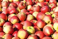 Was macht einen guten Apfel aus? Was macht einen guten Apfel aus?