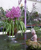 Exotische Pflanzenschönheiten im Stadtpark Lahr Exotische Pflanzenschönheiten im Stadtpark Lahr