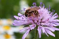 Denzlingen fördert die Aussaat von Wildblumen, um die Artenvielfalt zu erhöhen Denzlingen fördert die Aussaat von Wildblumen, um die Artenvielfalt zu erhöhen