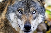 Wie können sich Tierhalter vor Wolfsangriffen schützen? Wie können sich Tierhalter vor Wolfsangriffen schützen?