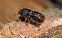 Viele Themen rund um den Wald Viele Themen rund um den Wald