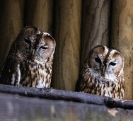 Ostern im Schwarzwaldzoo Ostern im Schwarzwaldzoo