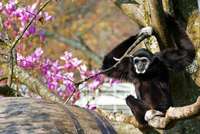 Ein Affe genießt den Frühling im Mundenhof Ein Affe genießt den Frühling im Mundenhof
