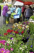 Tipps für die richtige Baumpflege Tipps für die richtige Baumpflege