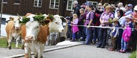 Mit Musik auf die Weide Mit Musik auf die Weide