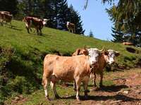 Fotos: Moderne Rinderzucht-Betriebe in Münstertal Fotos: Moderne Rinderzucht-Betriebe in Münstertal