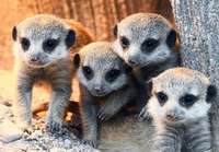 Süßer Nachwuchs bei Erdmännchen im Karlsruher Zoo Süßer Nachwuchs bei Erdmännchen im Karlsruher Zoo