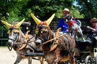 Beim Eselfest am Mundehof kamen 40 Gast- zu 10 Stammtieren dazu Beim Eselfest am Mundehof kamen 40 Gast- zu 10 Stammtieren dazu
