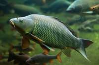 Haben Fische eigentlich Ohren? Haben Fische eigentlich Ohren?