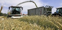 Bauern erwarten gute Erträge Bauern erwarten gute Erträge