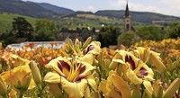 Taglilientage in Sulzburg-Laufen Taglilientage in Sulzburg-Laufen