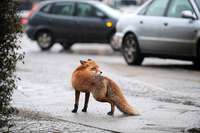 In Sachen Fuchs brauchen Städter Nachhilfe In Sachen Fuchs brauchen Städter Nachhilfe