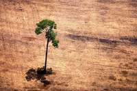 Am Amazonas wächst der Widerstand gegen Präsident Bolsonaro Am Amazonas wächst der Widerstand gegen Präsident Bolsonaro