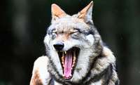 Wolfsrüde GW852 hat einen Ausflug ins Münstertal gemacht Wolfsrüde GW852 hat einen Ausflug ins Münstertal gemacht