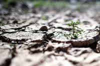 Weltklimarat fordert ein radikales Umsteuern bei der Landwirtschaft Weltklimarat fordert ein radikales Umsteuern bei der Landwirtschaft