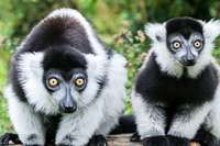 Varis im Zoo Basel – sie grunzen, quieken, bellen und heulen Varis im Zoo Basel – sie grunzen, quieken, bellen und heulen