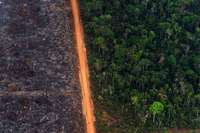 Amazonas-Brände: Minister Müller fordert Verzicht auf billige Soja-Importe Amazonas-Brände: Minister Müller fordert Verzicht auf billige Soja-Importe