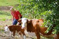 Eine Käserei in Böllen macht Bio-Käse aus Milch von Hinterwälder Kühen Eine Käserei in Böllen macht Bio-Käse aus Milch von Hinterwälder Kühen