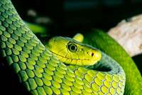 Freiburger Tierschützer beklagen immer mehr ausgesetzte exotische Reptilien Freiburger Tierschützer beklagen immer mehr ausgesetzte exotische Reptilien
