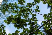 Agrarminister Hauk legt Notfallplan für den Wald vor Agrarminister Hauk legt Notfallplan für den Wald vor