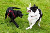 In Norwegen breitet sich eine mysteriöse Hundekrankheit aus In Norwegen breitet sich eine mysteriöse Hundekrankheit aus