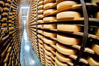 Listerien aus Elsässer Bio-Käse könnten zwei Todesfälle verursacht haben Listerien aus Elsässer Bio-Käse könnten zwei Todesfälle verursacht haben
