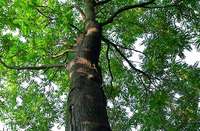 Der Götterbaum ist gekommen um zu bleiben Der Götterbaum ist gekommen um zu bleiben