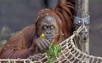 Duftet das Blümchen gut! Duftet das Blümchen gut!