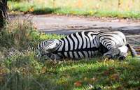 Zirkus-Zebra Pumba büxt aus – und wird erschossen Zirkus-Zebra Pumba büxt aus – und wird erschossen