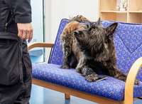 Hunde erschnüffeln für die Polizei Handys und Datenspeicher Hunde erschnüffeln für die Polizei Handys und Datenspeicher