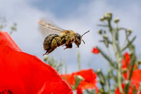Regierung einigt sich auf Kompromiss-Angebot zum Bienen-Volksbegehren Regierung einigt sich auf Kompromiss-Angebot zum Bienen-Volksbegehren