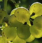 "Eine schöne, frische, kernige Säure" "Eine schöne, frische, kernige Säure"