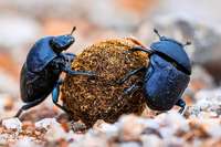 Arznei-Rückstände in Kuhfladen setzen Insekten zu Arznei-Rückstände in Kuhfladen setzen Insekten zu