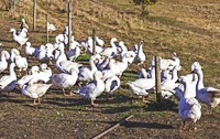 Aufs Federvieh gekommen Aufs Federvieh gekommen