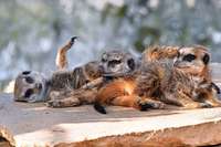 Tierpatenschaften statt Landschulheim Tierpatenschaften statt Landschulheim