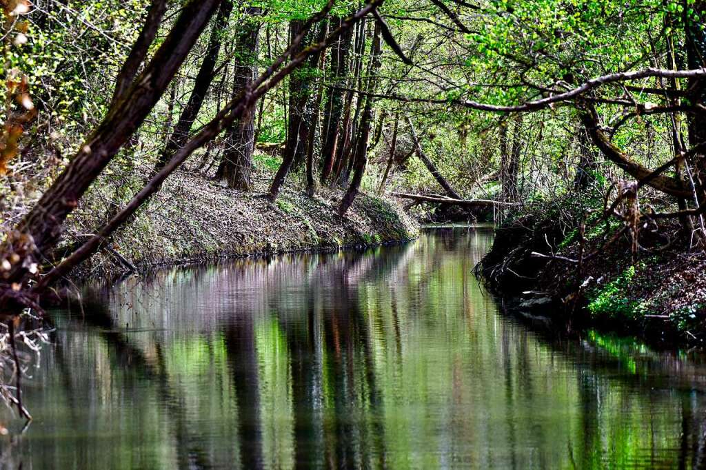 Was Geschieht Mit Dem Rheinwald Durch Den Hochwasserschutz Wyhl